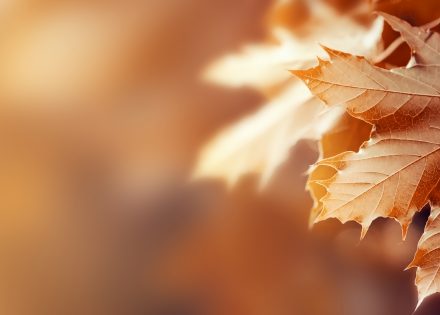 novembar
