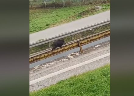 divlja svinja