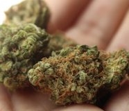 marihuana