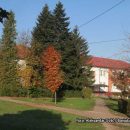 skola