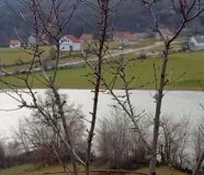 selima