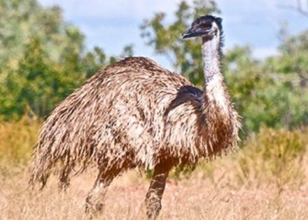 Emu