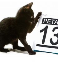 petak 13