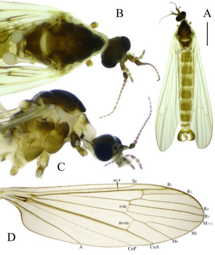 Baeoura neretvaensis