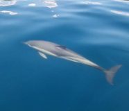 delfin