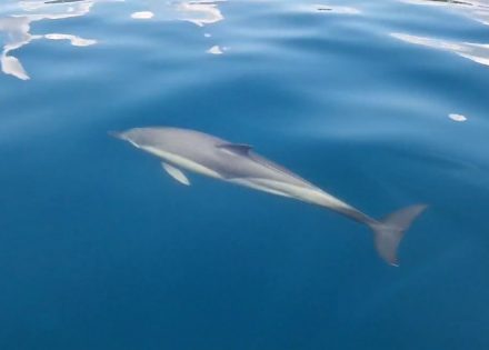 delfin