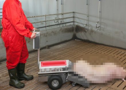 eutanazirane svinje