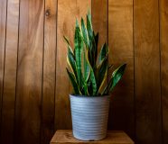 sanseveria