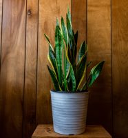 sanseveria