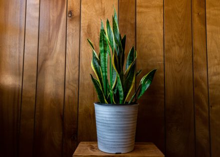 sanseveria