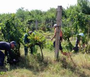 vinograd