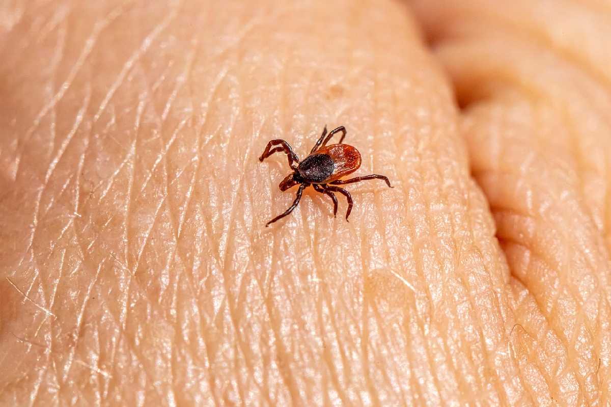 Budite oprezni: Kako se zaštititi od krpelja i šta treba da uradite ako vas ipak ugrize