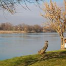 Sava
