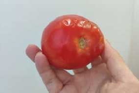 paradajiz 