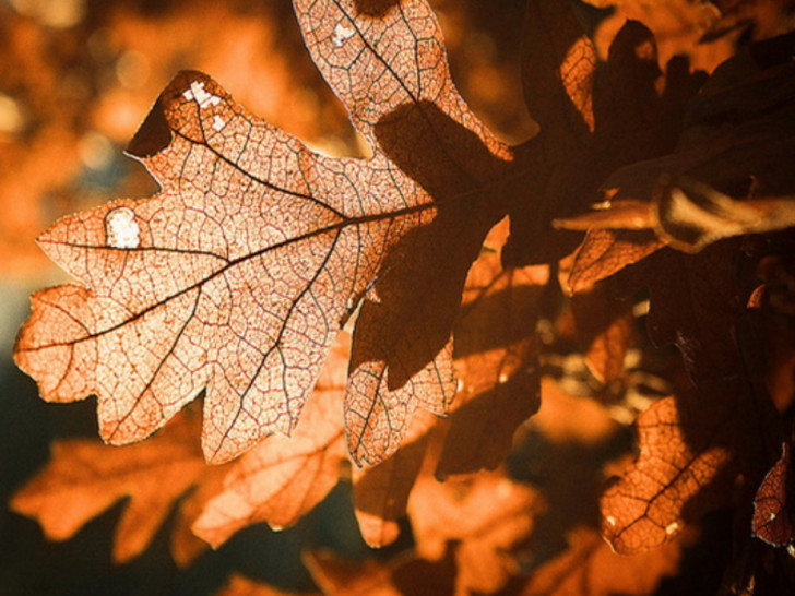 Kada se po pravilu ide po badnjak i zašto baš na taj dan?