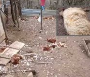 šakali