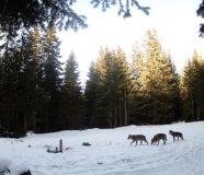 Šumska kamera