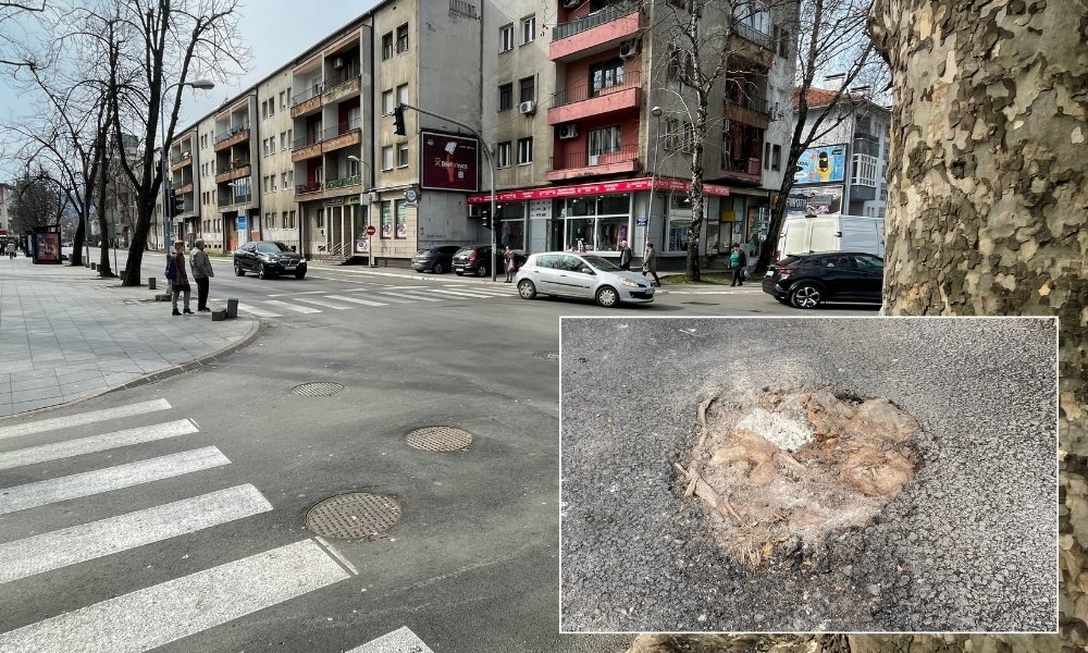 Asfalt nije izdržao ni četiri mjeseca: Korijenje drveta probilo kolovoz u Kninskoj ulici