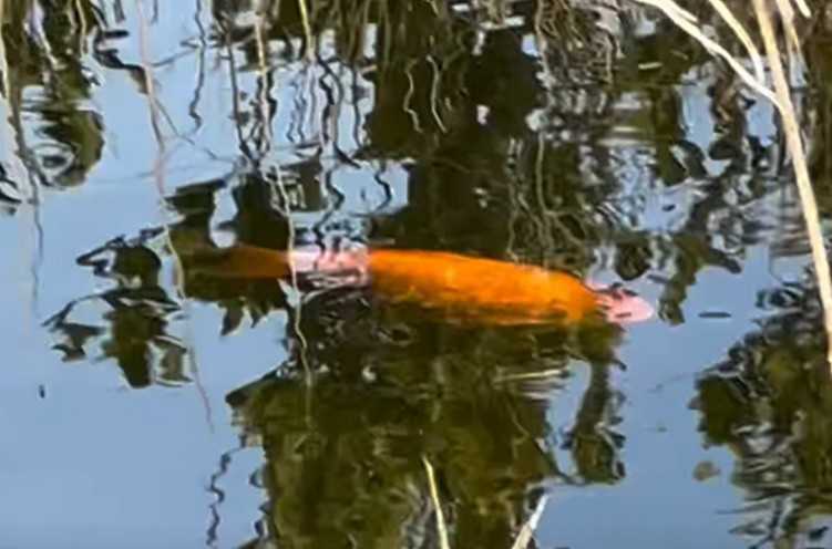 Zlatna ribica u delti Neretve: Može da poremeti ravnotežu rijeke (Video)