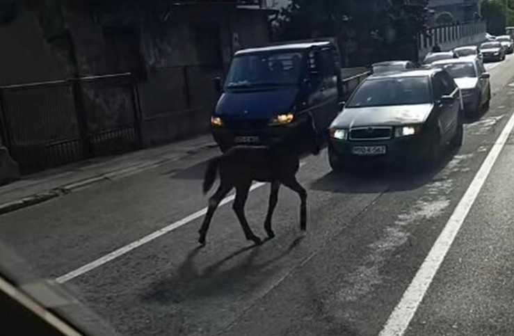 Ždrijebe zaustavilo saobraćaj u gradu u BiH (Video)
