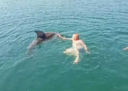 Delfin
