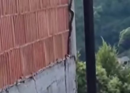 zmija