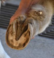 Kobila