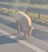 svinje