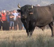 „61. Kočićev zbor“
