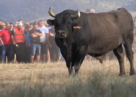 „61. Kočićev zbor“