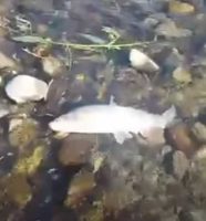 Vrbanja