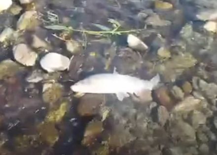 Vrbanja