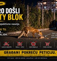 lisica
