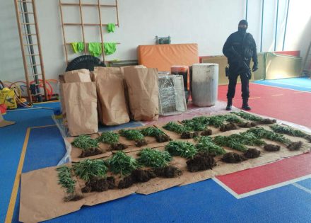 206 stabljika indijske konoplje